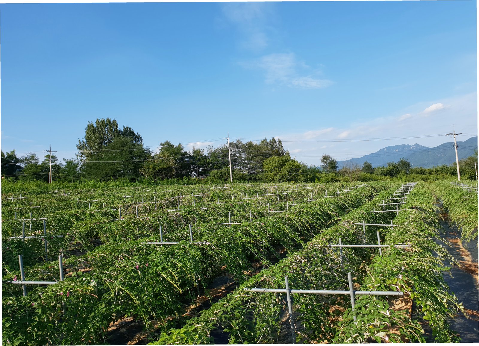 이수미팜베리펜션 딸기밭 풍경