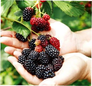 이수미팜베리펜션 딸기 보관법과 간단한 딸기 활용 레시피