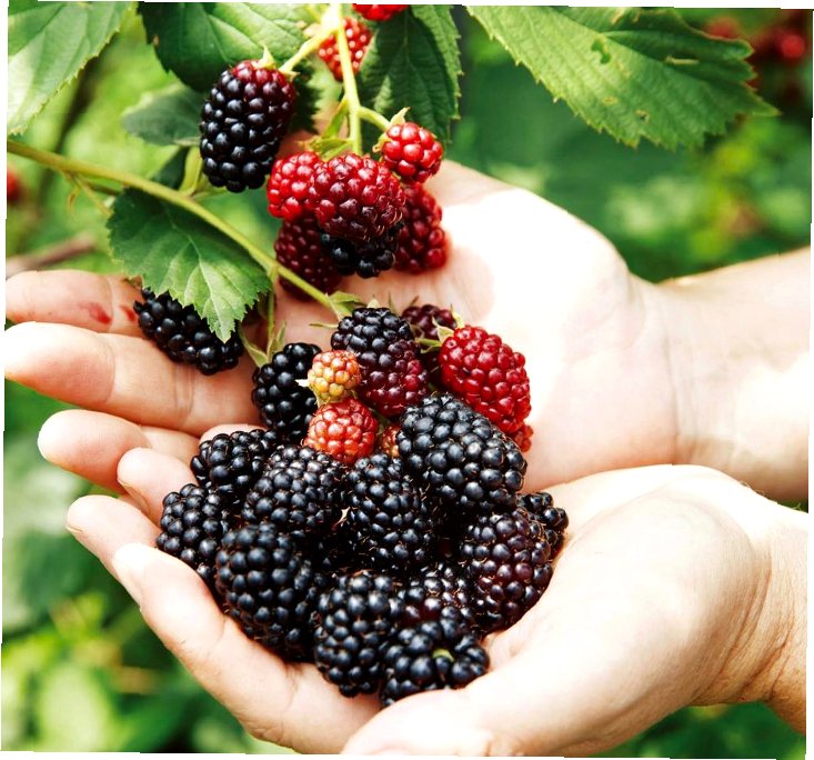 이수미팜베리 시설 안내